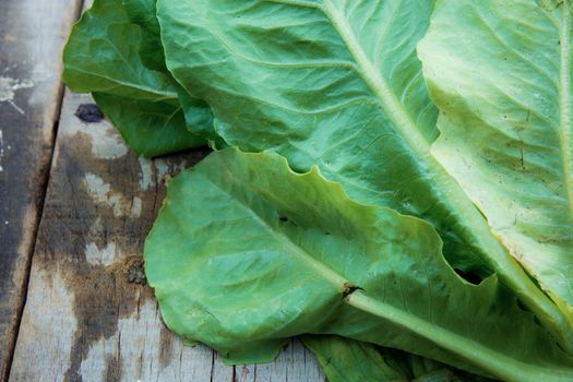 Leaves vegetable of wet on wooden.