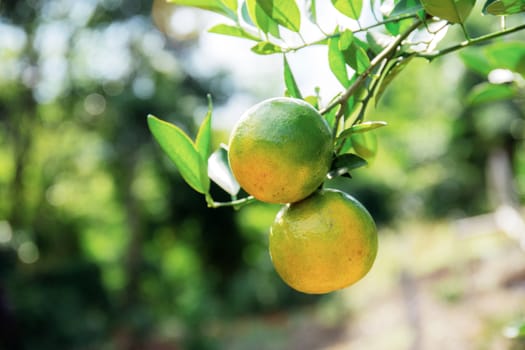 Orange of ripe on tree with the sunlight.