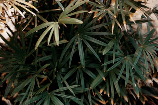 Palm leaves in park at sunlight with background.