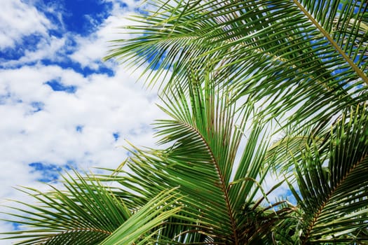 Palm leaves with the blue sky in summer.