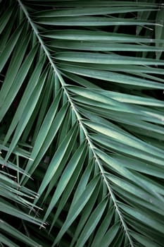 Palm leaves in park with the texture background.