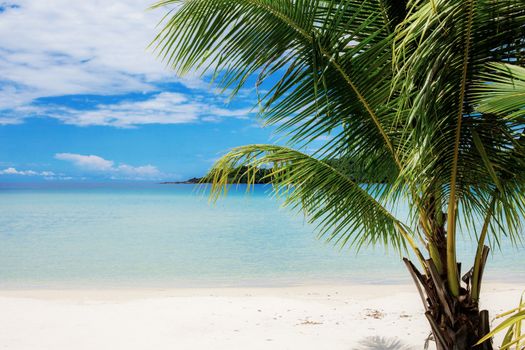 Palm tree on beach with the blue sky in summer.