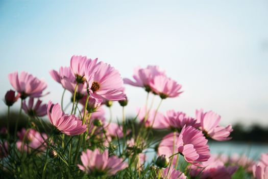 Pink cosmos with the beautiful on field at sky.