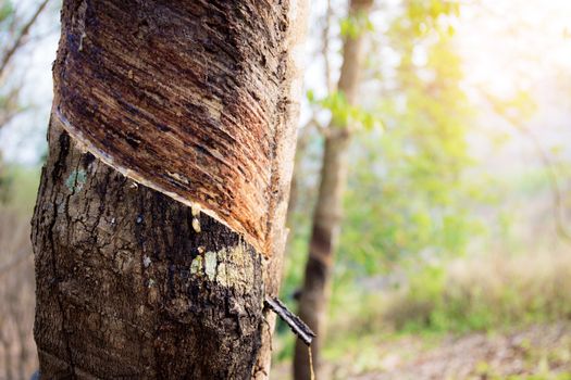 Rubber tree in farm with the sunlight at sky.