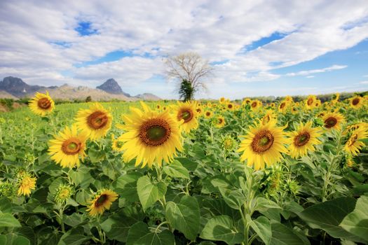 Sunflower on field in winter at the blue sky.