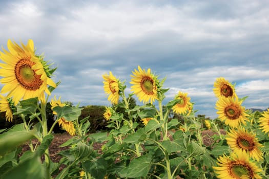 Sunflower on field at blue sky.