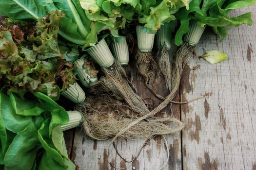 Vegetables and roots of wet on wooden background.
