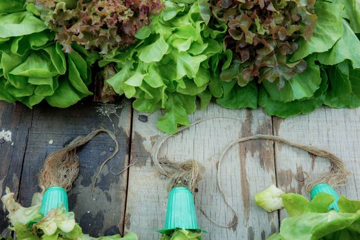 Vegetables of wet and roots on wooden with background.