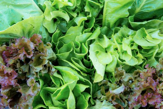 Green leaves of vegetables with texture background.