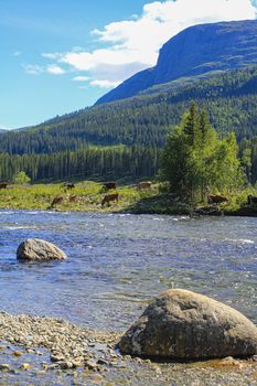 Flowing beautiful river lake Hemsila with mountain panorama in Hemsedal, Viken, Buskerud, Norway.