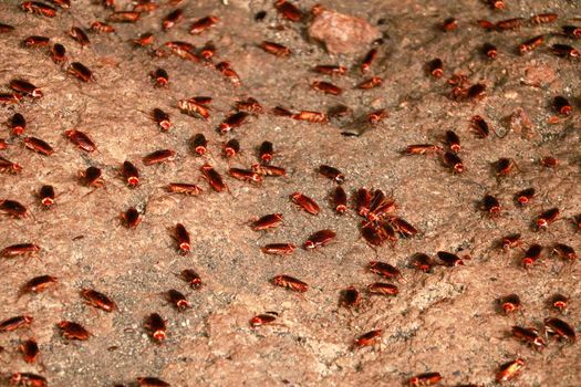 A colony of cockroaches crawls on the sand in a cave. Full of fake creepy cockroaches on the dirty wall.