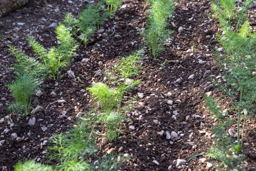 small plantation of freshly grown fennel for food use