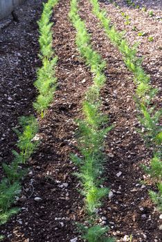 small plantation of freshly grown fennel for food use