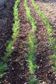 small plantation of freshly grown fennel for food use