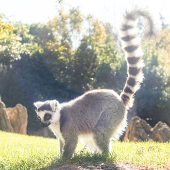 Ring tailed lemur on meadow illuminated by afternoon sun.