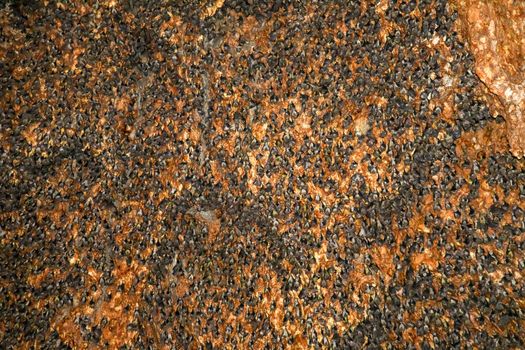 Colony of bats hanging on the ceiling of a cave. Goa Bangkang Prabu, Lombok, Indonesia.