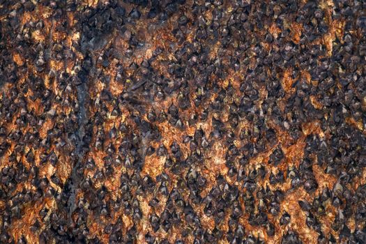 Colony of bats hanging on the ceiling of a cave. Goa Bangkang Prabu, Lombok, Indonesia.