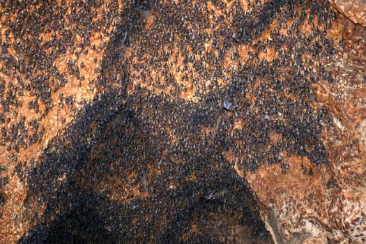 Colony of bats hanging on the ceiling of a cave. Goa Bangkang Prabu, Lombok, Indonesia.