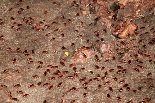 A colony of cockroaches crawls on the sand in a cave. Full of fake creepy cockroaches on the dirty wall.