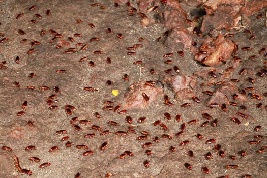A colony of cockroaches crawls on the sand in a cave. Full of fake creepy cockroaches on the dirty wall.