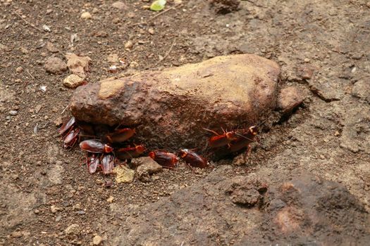 A group of cockroaches around a stone.. Close up view of cockroach on wall its six legs, wings and two antenna on head, brown color.