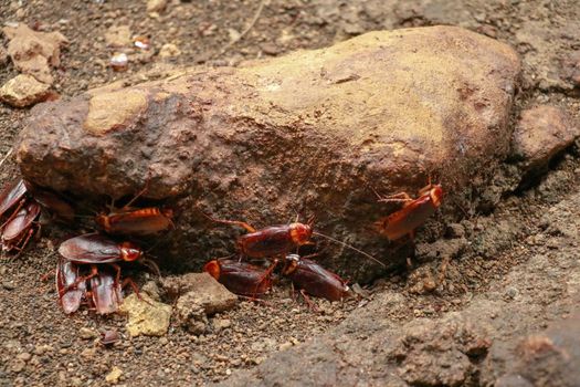 A group of cockroaches around a stone.. Close up view of cockroach on wall its six legs, wings and two antenna on head, brown color.