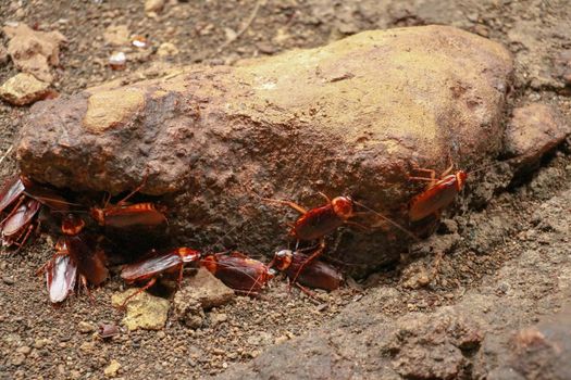 A group of cockroaches around a stone.. Close up view of cockroach on wall its six legs, wings and two antenna on head, brown color.