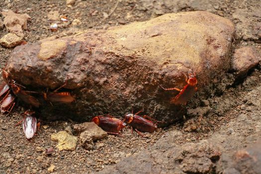 A group of cockroaches around a stone.. Close up view of cockroach on wall its six legs, wings and two antenna on head, brown color.