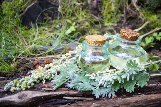bunch of herb wormwood, jars of oil, on an old wooden surface in the garden, rustic style