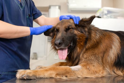young vet at the clinic with a dog German shepherd breed. Animal healthcare concept.