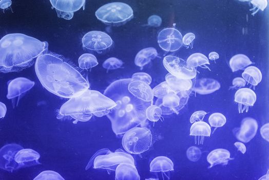 Closeup of small jellyfishes moving chaotically in aquarium environment