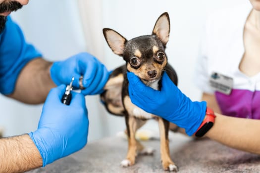 A professional veterinarian cuts the claws of a small dog of the Chihuahua breed on a manipulation table in a medical clinic. Pet care concept.
