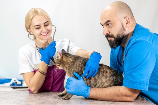 Beautiful disgruntled cat at a routine examination by a veterinarian. Cat in a veterinary clinic. Professional diagnostics. Pet health.