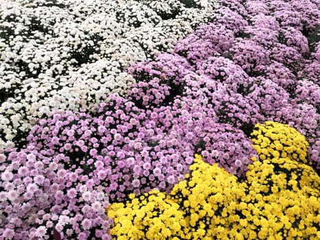 white chrysanthemum, red chrysanthemum, yellow chrysanthemum