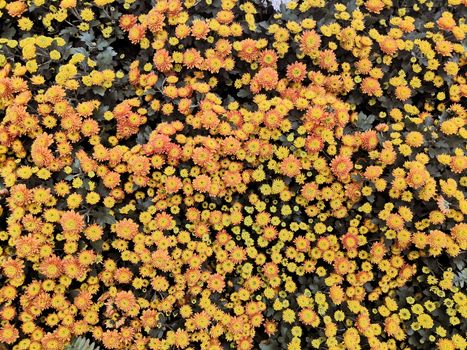 orange chrysanthemum in the garden