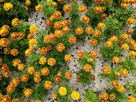 top view Marigold in the garden