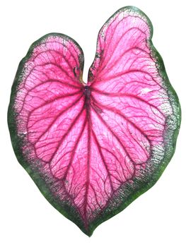 leaf of Caladium or Angel Wings or Heart of Jesus or elephant ear on white background