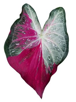 leaf of Caladium or Angel Wings or Heart of Jesus or elephant ear on white background