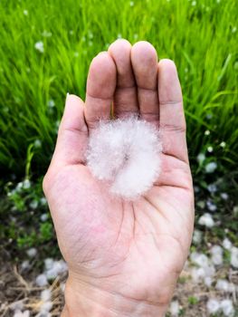 Cotton tree seed cover by fluffy cotton ball on hand with rice field background