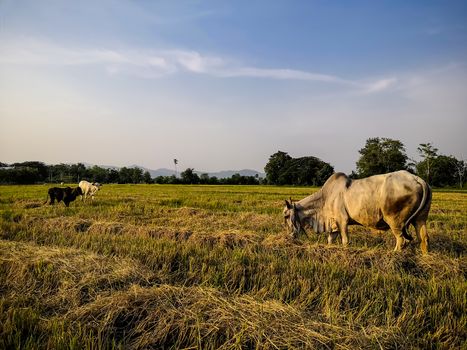 Farmer release cows for find food on the farm after harvest.