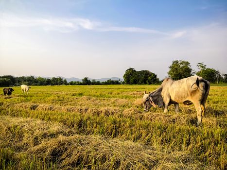 Farmer release cows for find food on the farm after harvest.