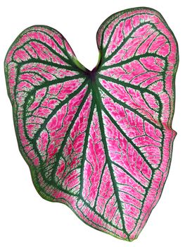 leaf of Caladium or Angel Wings or Heart of Jesus or elephant ear on white background