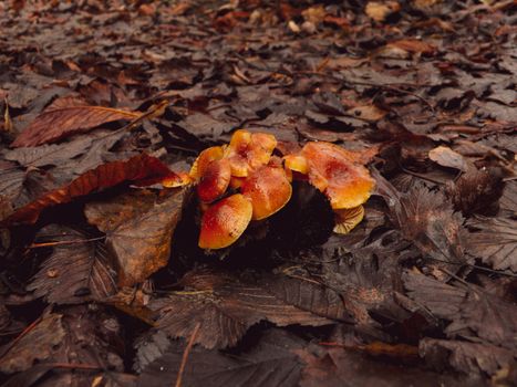 A group of honey agarics in a forest brown foliage in a forest autumn glade