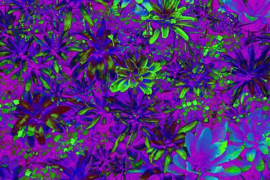 abstract Bromeliad and other plant species with neon tone