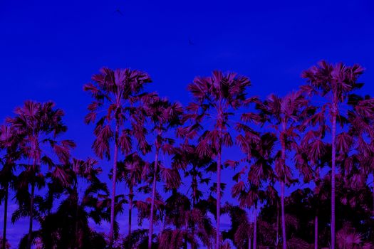 abstract california Palm trees neon light tone