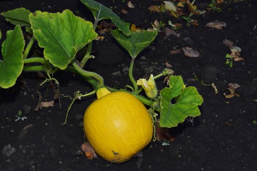 yellow pumpkin in the garden, a flash shot, came for a pumpkin at night
