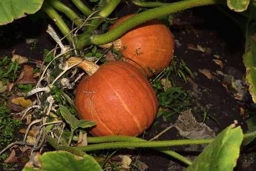 orange pumpkin in the garden, flash shot, came for a pumpkin at night