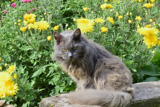 cat sits on a wooden bench against the background of a flower bed with chrysanthemums