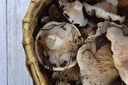 white milk mushrooms in a basket on a wooden vintage table, top view