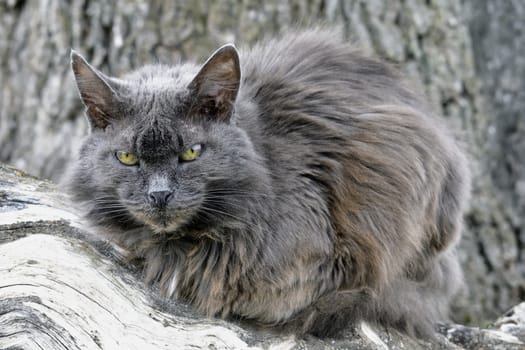 portrait of cat on a background of a large tree